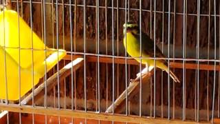 Green singer finch Singing his heart out [upl. by Krik]