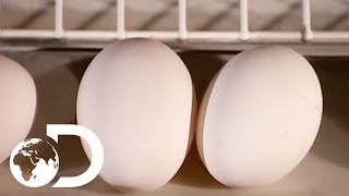 EGGS  How Its Made [upl. by Christean]