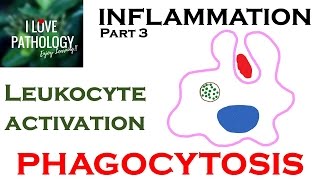 INFLAMMATION Part 3 Leukocyte Activation  PHAGOCYTOSIS [upl. by Friedrich878]