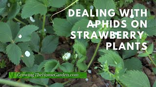 Dealing with Aphids on Strawberries [upl. by Linnie]