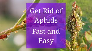 Get Rid of Aphids Fast and Easy [upl. by Enyahc942]