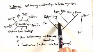 AS Biology  Phylogeny OCR A Chapter 103 [upl. by Oina]