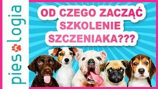 Od czego zacząć szkolenie szczeniaka [upl. by Camroc]