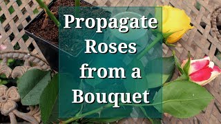 Propagate Roses from a Bouquet [upl. by Horatia]