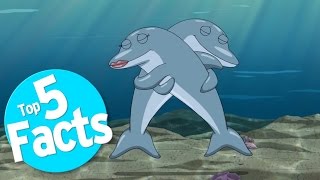 Top 5 Freaky Facts About Dolphin Sex [upl. by Nylitsirk130]