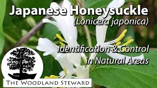 Japanese Honeysuckle Lonicera japonica  Identification amp Control June 9 2020 [upl. by Ahsatal]