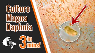 How to culture DAPHNIA MAGNA  The easy way [upl. by Whall249]