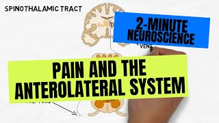 2Minute Neuroscience Pain and the Anterolateral System [upl. by Alet]