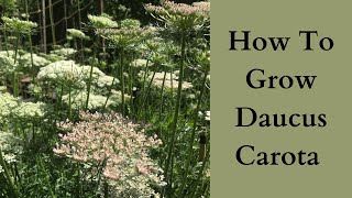 How To Grow Daucus [upl. by Old275]