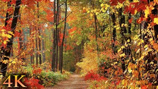 11 HOURS of 4K Enchanting Autumn Nature Scenes  Relaxing Piano Music for Stress Relief [upl. by Norac]