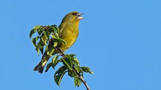 Greenfinch Call  Twittering and Wheezing [upl. by Naul]