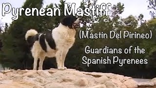 Pyrenean Mastiff  Mastin Del Pirineo Guardians of the Spanish Pyrenees [upl. by Delphinia]