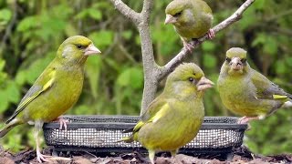 Greenfinch Birds Invasion [upl. by Hulda]