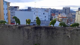 Funny Laughing Wild Amazon Parrots [upl. by Aihsenor]