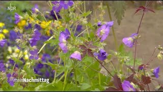 NDR Mein Nachmittag – Storchschnabelsorten für Sonne und Schatten [upl. by Norrad]