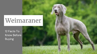 Weimaraner Dog Breed 12 Facts To Know Before Buying [upl. by Imas]