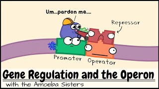 Gene Regulation and the Operon [upl. by Llenyr]