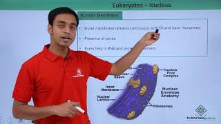 Class 11th  Eukaryotes – Nucleus  Cell The unit of Life  Tutorials Point [upl. by Naehs]