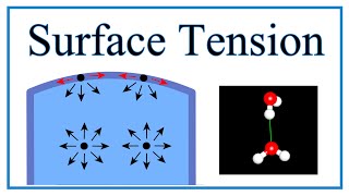 Surface Tension of Water Explained [upl. by Ketchan]