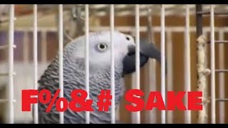 BIRD SWEARING COMPILATION  TRY NOT TO LAUGH [upl. by Suiratnod]