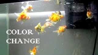 Ryukin Goldfish Fry Color Change  3 Months Update [upl. by Enahpets823]