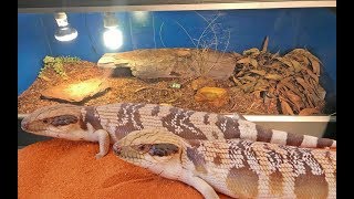 Western Blue Tongue Skink Enclosure Setup [upl. by Irtemed]