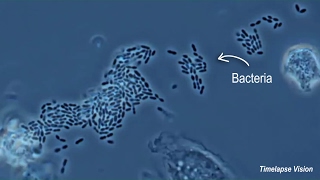 Immune Cells Eating Bacteria Phagocytosis [upl. by Gusta]