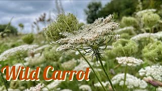 Wild Carrot Queen Anne’s Lace Daucus carota Identification [upl. by Naegem]