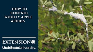 How to Manage Woolly Apple Aphids [upl. by Aciret]