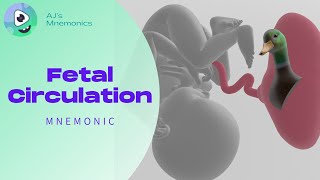 Fetal Circulation FUN SIMPLE and MEMORABLE [upl. by Enahpets243]