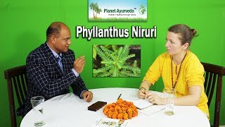 Phyllanthus niruri  A single herb can kill numerous viral infections amp other benefits [upl. by Spiegel]