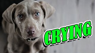 Dog Crying and Whining Loud  Sound Effects of 5 Crying Dogs [upl. by Trstram]