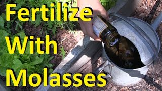 How to Fertilize Your Garden With Molasses [upl. by Baumann]