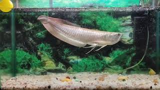 Silver arowana growth  One year growth update  arowana fish [upl. by Colburn151]