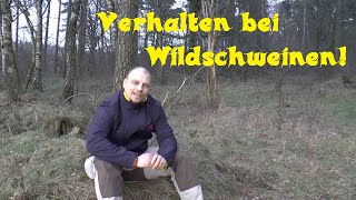 Buschwissen Verhalten bei Wildschweinen [upl. by Paulie377]