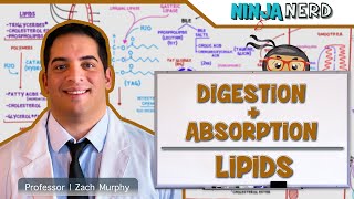 Gastrointestinal  Digestion amp Absorption Of Lipids [upl. by Eiser]