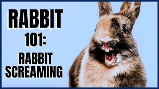 Rabbit 101 Rabbit Screaming [upl. by Anivad]