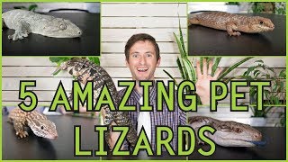 Five of the Best Pet Lizards You Could Possibly Get [upl. by Pitt896]