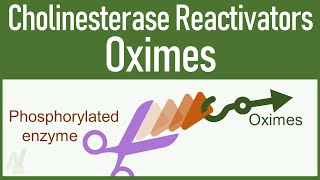 Cholinesterase Reactivators Oximes [upl. by Jillayne929]