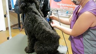 Dog Extremely Matted Short Haircut [upl. by Adriel]