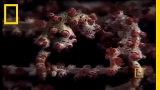 Pygmy Seahorses  National Geographic [upl. by Lorelle]