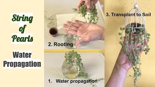 String of Pearls Water Propagation Senecio Rowleyanus [upl. by Yzeerb275]