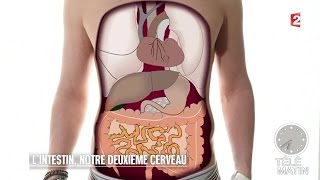 Santé  L’intestin notre deuxième cerveau [upl. by Cher393]