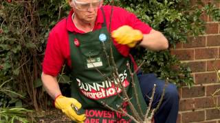 How To Prune Roses  DIY At Bunnings [upl. by Eanad604]