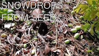 How to grow Snowdrops from Seed [upl. by Oihsoy]