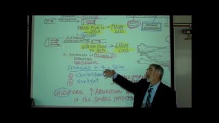 ANATOMY THE INTEGUMENT Part 1 by Professor Fink [upl. by Uon]