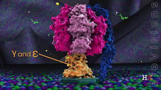 ATP synthase in action [upl. by Phemia]