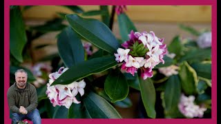 Daphne odora  Best Fragrant Shrub [upl. by Anovahs]