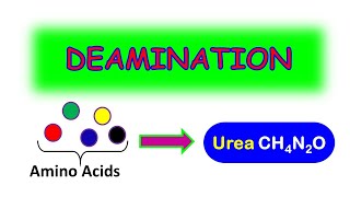 DEAMINATION MADE EASY [upl. by Rheinlander447]