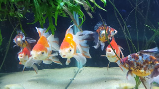 145 Gallon Tank Fancy Goldfish Mix Ryukin Fantails Telescop Moors Calico Big Aquarium Plants [upl. by Siednarb]